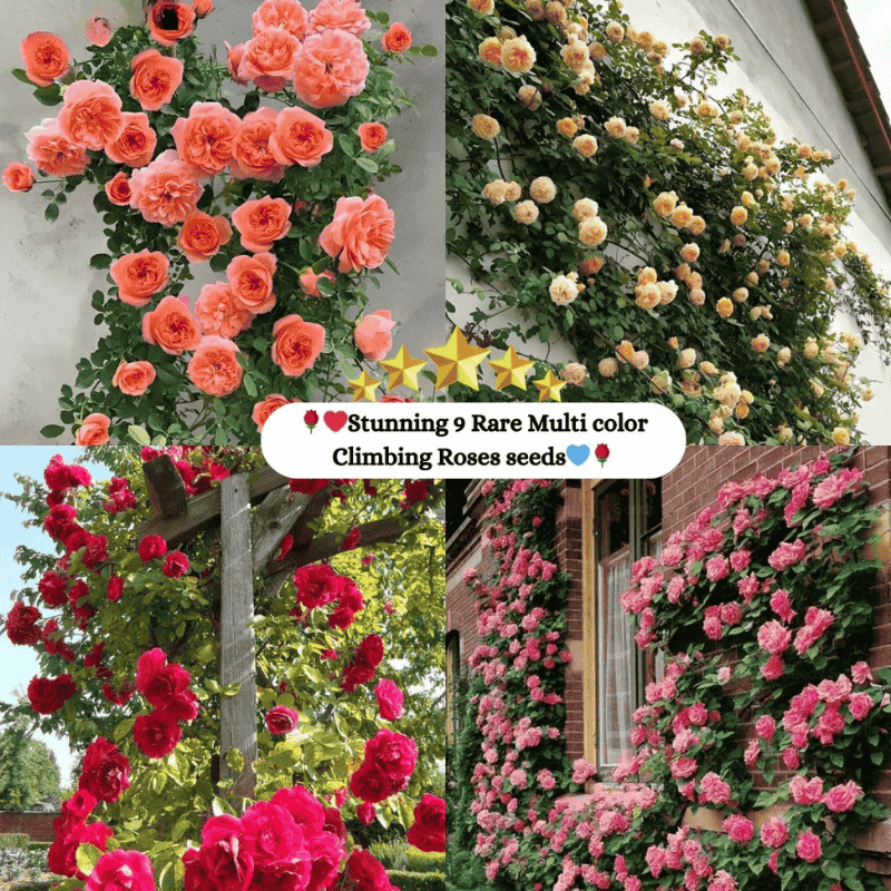 Elegant Climbing Rose Flower Seeds ( 130 seeds)