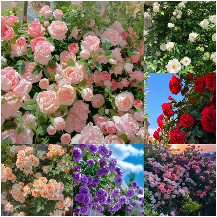 Elegant Climbing Rose Flower Seeds ( 130 seeds)