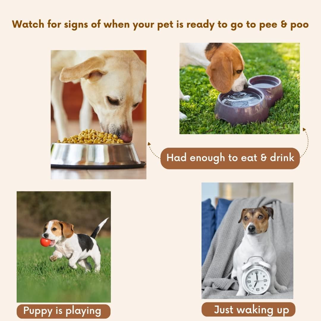 Natural Potty Training Spray for Dogs & Cats (100ml, Pack of 1) – Behavior Aid for Indoor & Outdoor Use