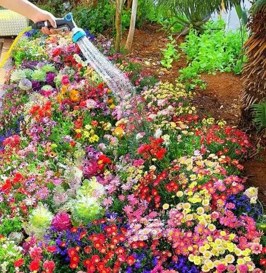 Flower Seeds Variety Pack (100 Seeds) + Free Plant Growth Supplement – Diverse Blooms for Vibrant Gardens