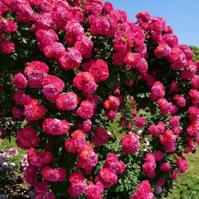 Elegant Climbing Rose Flower Seeds ( 130 seeds)