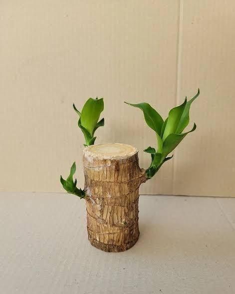 Brazilian Lucky Wood, Mini Home Plant Decorations ( Buy 1 Get 1 Free)