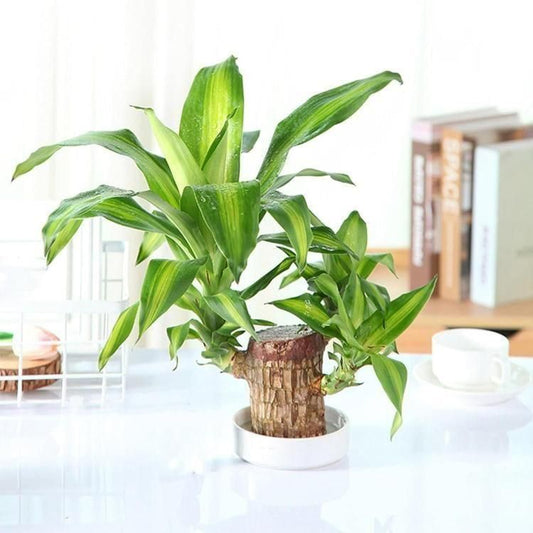 Brazilian Lucky Wood, Mini Home Plant Decorations ( Buy 1 Get 1 Free)