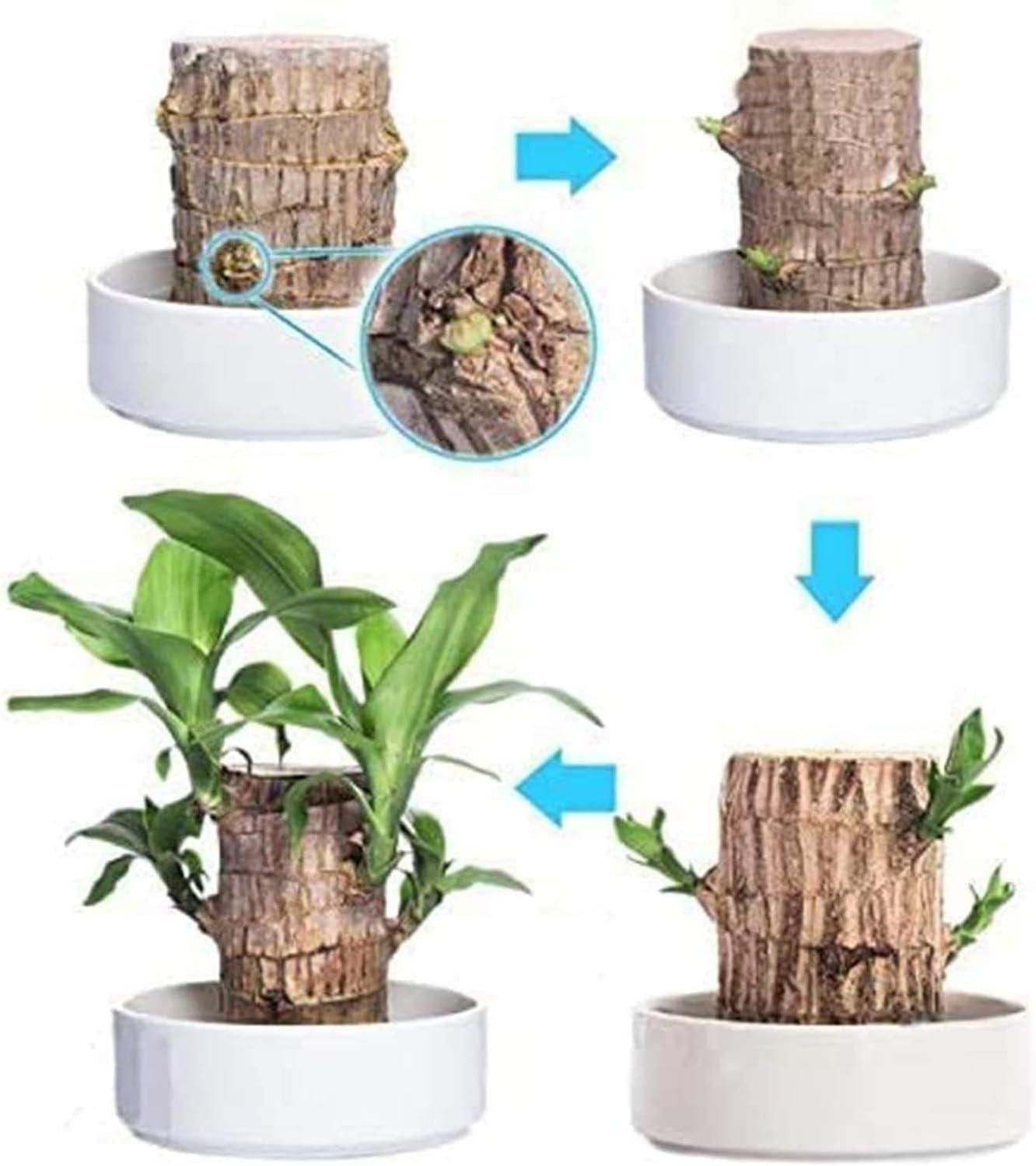 Brazilian Lucky Wood, Mini Home Plant Decorations ( Buy 1 Get 1 Free)