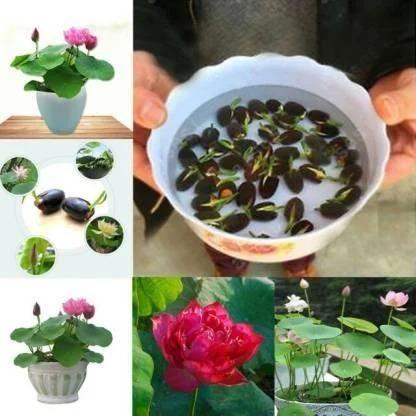 Bonsai lotus flower seeds